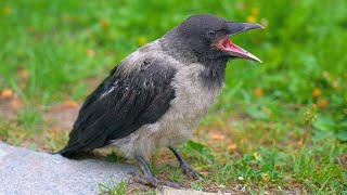 Hooded Crow Fledgling Cures Hiccups [4K]