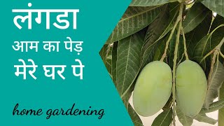 लंगड़ा आम का पहला हार्वेस्ट। / Langda aam / लगड़ा आम /2022