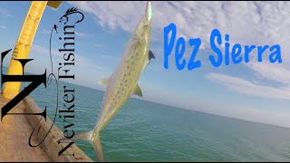 Pesca de Pez SIERRA en MUELLE y varias especies en YUCATAN // pesca de orilla