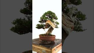 Cypress bonsai styling