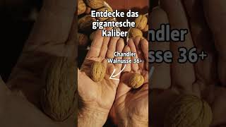 Chandler Walnüsse 36+ Nuturally Deutschland #nüsse | Nüsse ohne Salz