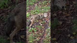 Wild Wolf Outside #wolf  #wild #nature #cool #dog #got #magestic #beautiful #magic #scary #fall