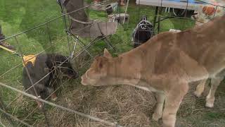 Cauliflower Festival 2024 version - Catskill region NY