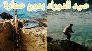 صيد السمك بدون قصبة وطعم بالعجينة (الحصيلة سمك الدوراد)