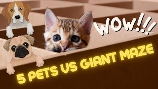 WHO DESTROYED THE MAZE? 5 Pets vs Giant Maze Challenge