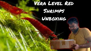 Unboxing (*BLOODY MARY*) Shrimps - Tamil | 1 Month Update of Nano Planted Aquarium