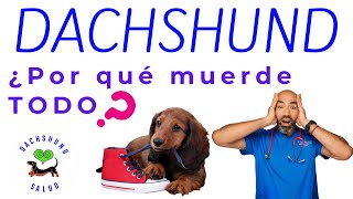 DACHSHUND- ¿POR QUÉ MUERDE TODO?