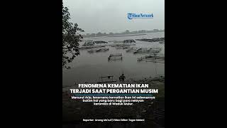 KRONOLOGI Puluhan Ribu Ikan Petani Keramba di Mulur Sukoharjo Mati, Pagi Hari Ikan Sudah Mengapung