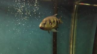 WC Hemichromis Elongatus pair update 09272016