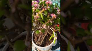 #shortvideo2024 #jadeplants #portulacariaafra #momlife #plants #plantlovers #ofwmalaysia