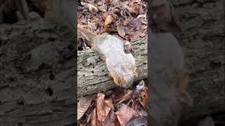 Zombie squrriel?? Eatable or not? Full video linked above #hunt #hunting #fyp #squirrel