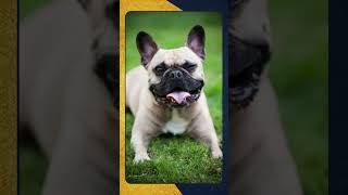 French Bulldog, Breed Spotlight Shorts  #familyfriendlypets #caninecompanionship #FrenchBulldog