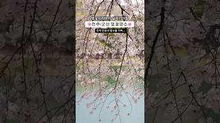 전주 군산 벚꽃명소 모음