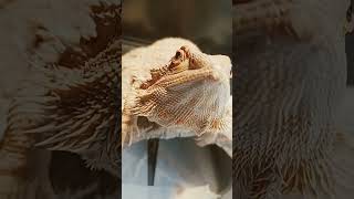 Adorable Bearded Dragon!