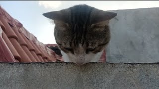 Les chats ont peur des hauteurs 🐱 je l'avais porté à la fin 😄