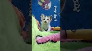 Mily Si Kitten Gemoy #cutecat #kitten #shortkucinglucu #shorts