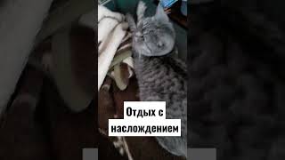 как приятно хорошо отдахнуть#кошкамуся