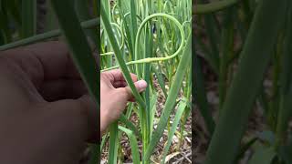 Removing Garlic Scapes #shorts