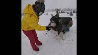 dog sledding, snowmobile Quebec, Canadá 2022 honeymoon