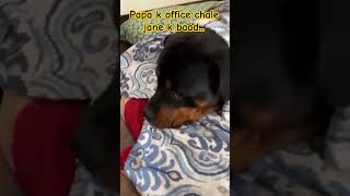 Cute Rottweiler #shorts #rottweiler #dog #aggressivedog #guarddog #traineddog #familydog #cute #yt