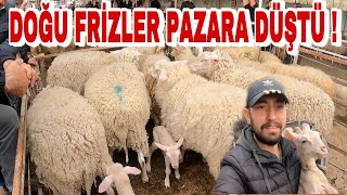 DOĞU FRİZ KOYUNLARI PAZARDA KAÇ PARA ? | SUDAN UCUZ HAYVAN PAZARI !!