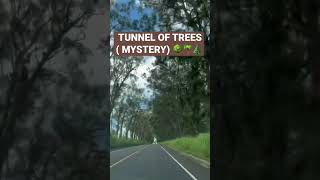 TUNNEL OF TREES(MYSTERY AT NIGHT)