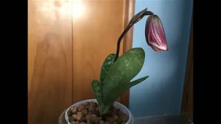 Paphiopedilum Maudiae Vini CR Coloratum