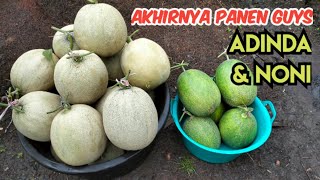 AKHIRNYA MELON PREMIUM ADINDA SAMPAI PANEN, YUK CHECK KONDISI BUAHNYA!