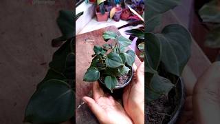 Repot Indoor Plants - Philodendron Lupinum