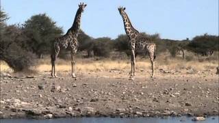 Namutoni Waterhole, Etosha