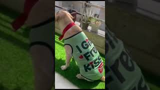 Summer T Shirt For Small Medium Dogs Cats