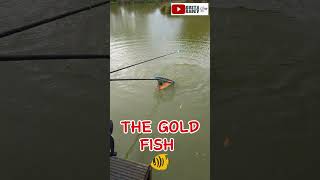 🐠 THE GOLDFISH 🐠 ЗЛАТНА РИБКА  #fishing #риболов #feeder #фидер #daiwa #carp  #koi