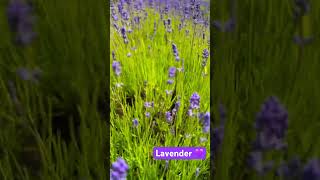 Lavender 💜 #lavender #cotswoldvillages #viralvideo #trending #travel #nature #shorts #beautiful