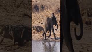 Crocodile Gives Elephant Herd A BIG Scare.#lion #animals #buffalo #wildlife