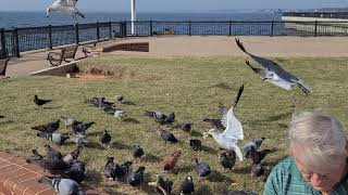 Beautiful day feeding the  birds...