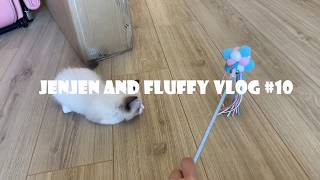 Fluffy and JenJen Vlog #10 - Fluffy played toys - Cat and Dog - Poodle and Ragdoll - 貴賓狗與布偶貓