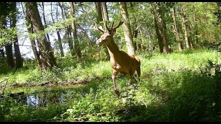 Kwiecień na bagnach .  Fotopułapka . odc. 56