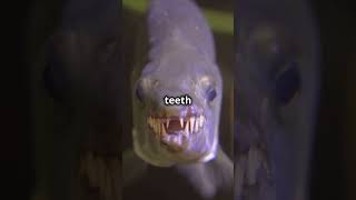 Did You Know Minnows Have Teeth? [fact]