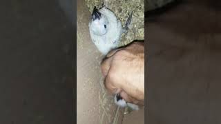 African grey parrot chicks | Affrican congo grey parrot chicks in captive #africangrey