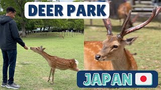 Up Close and Personal with Nara’s Friendly Deer - An Unforgettable Experience!