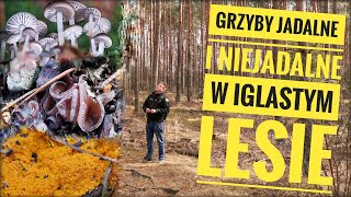 Wiosenne Grzyby z lasów iglastych