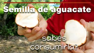 Beneficios de la semilla o hueso del aguacate y cómo consumirlo