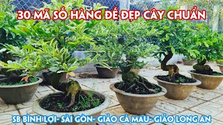 14/03.(Đã hết) Lô Mai Đủ Loại Giống Toàn Cây Đế Đẹp Giá Yêu Thương. Trang 0359910781