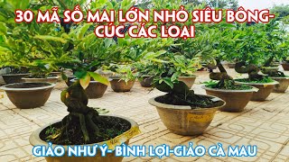 16/03(Đã hết)  Mai Đế Đẹp Bon Sai Ghép Nhiều Loại Giống Giá Lẻ Rẻ Như Sỉ. Trang 0359910781