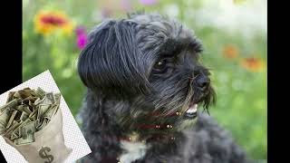 The Affenpinscher: From Curious Curly-Coated Canine to Lovable Lapdog | All about Affenpinscher