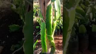 DRAGON FRUIT CUTTINGS FOR SALE