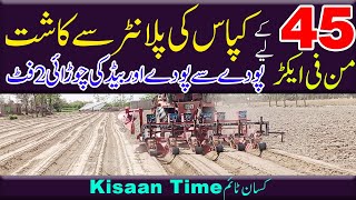 kapas ki kasht in pakistan kapas ki kasht ka tarika kapas ki fasal cotton ki kasht in urdu Kisantime