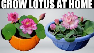 How To Fertilize Lotus Plant | How To Get Lots of Blooms | FULL UPDATES