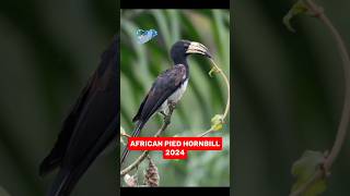 African Pied Hornbill VS 5000 BCE OLD African Pied Hornbill. #shorts