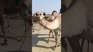 Dancer Beautiful camel